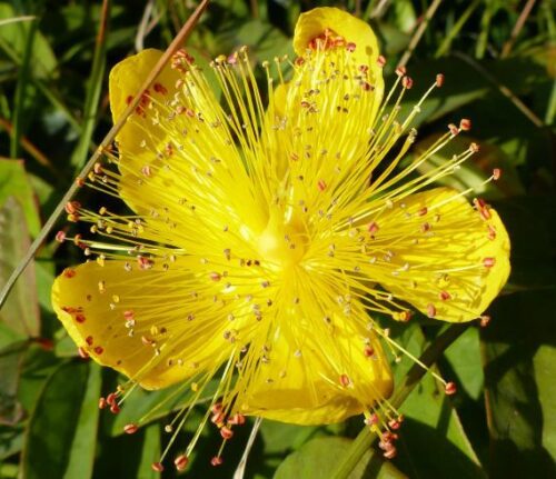 Hypericum calycinum - Obrázek 1