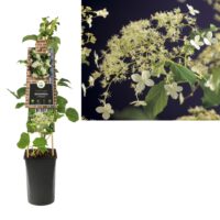 Hydrangea petiolaris (h. anomala )