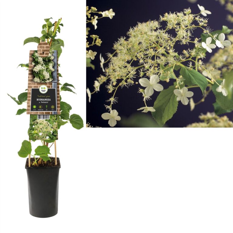 Hydrangea petiolaris (h. anomala )