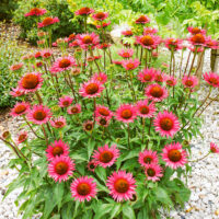 Echinacea purpurea ‘Fatal Attraction’