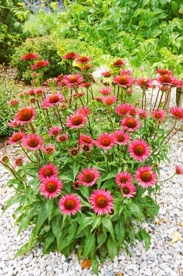 Echinacea purpurea ‘Fatal Attraction’
