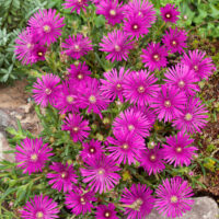 Delosperma cooperi