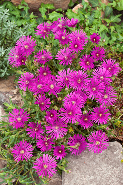 Delosperma cooperi - Obrázek 1
