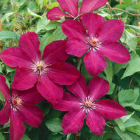 Clematis 'Rouge Cardinal'