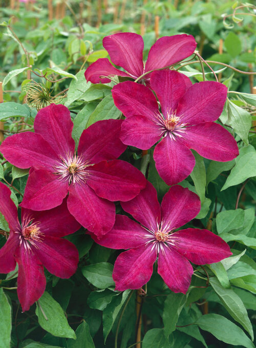 Clematis 'Rouge Cardinal' - Obrázek 1
