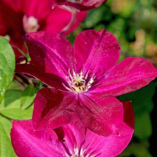 Clematis 'Rouge Cardinal' - Obrázek 2