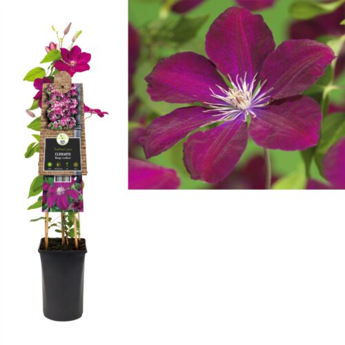 Clematis 'Rouge Cardinal' - Obrázek 3
