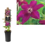 Clematis 'Westerplatte' - Obrázek 3