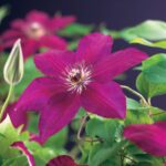 Clematis 'Westerplatte' - Obrázek 2