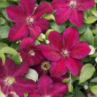Clematis 'Westerplatte'