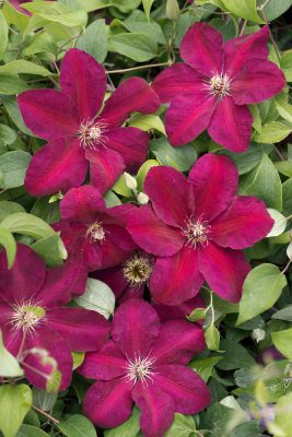 Clematis 'Westerplatte'