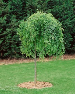 Sophora japonica 'Pendula'