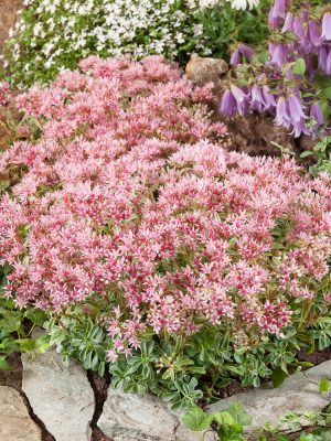 Sedum spurium