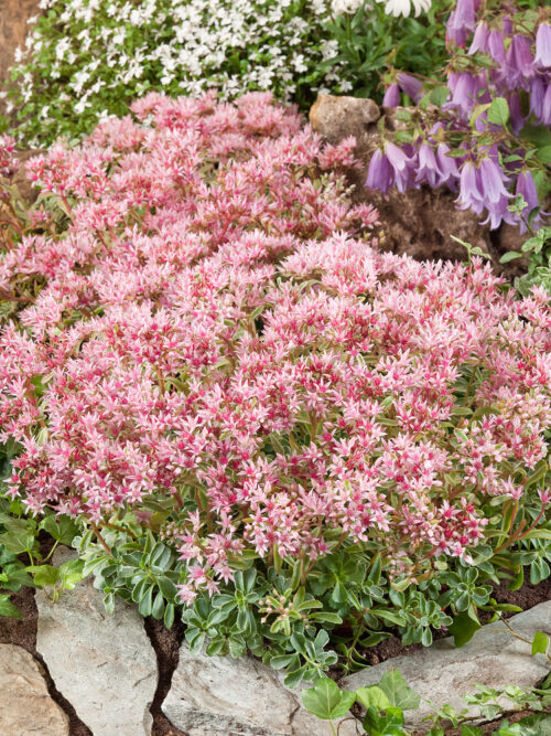 Sedum spurium - Image 1