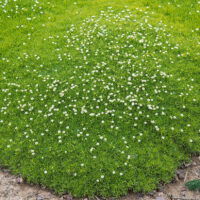 Sagina subulata ‘Adamič’