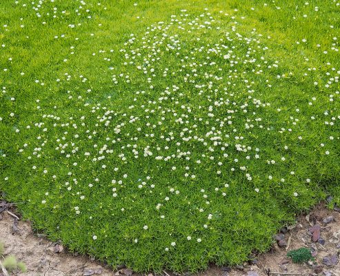 Sagina subulata ‘Adamič’