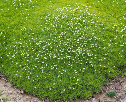 Sagina subulata ‘Adamič’ - Obrázek 1