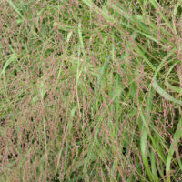Deschampsia cespitosa