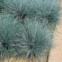 Festuca glauca 'Blauglut'