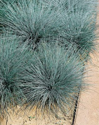 Festuca glauca 'Blauglut'