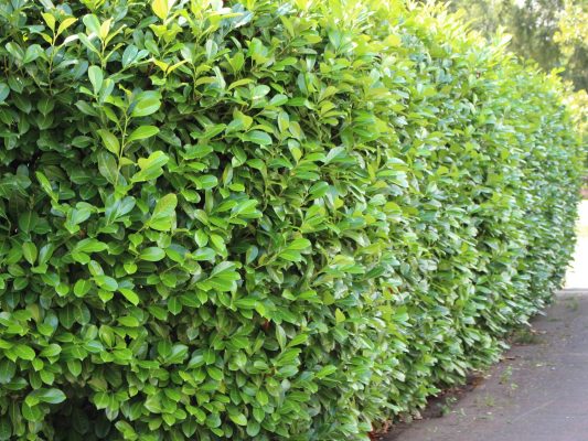 Prunus laur. 'Novita'