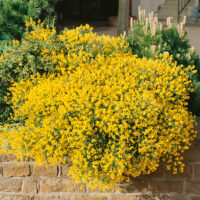 Genista lydia