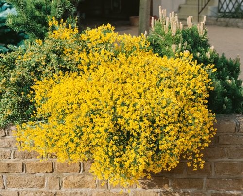 Genista lydia - Obrázek 1