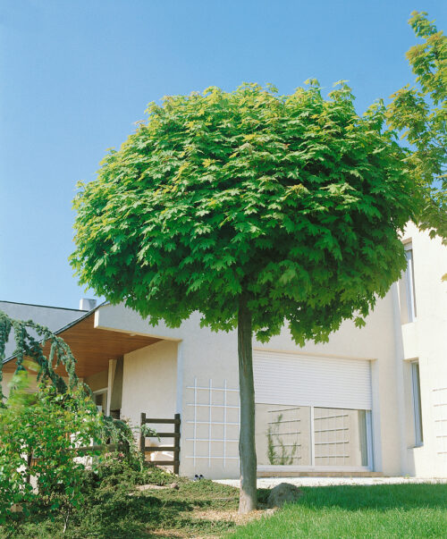 Acer platanoides 'Globosum' - Obrázek 1