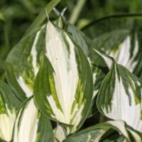 Hosta hybrida 'Fire and Ice'