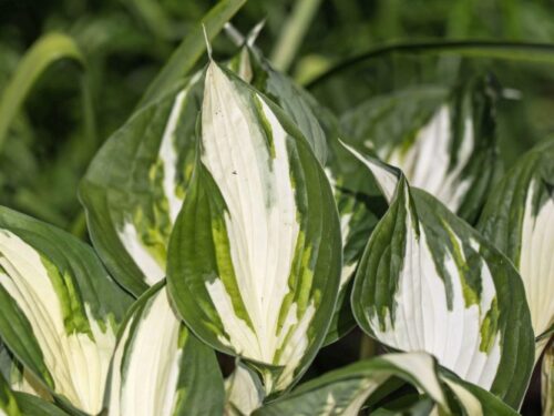 Hosta hybrida 'Fire and Ice' - Obrázek 1