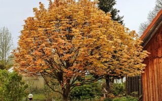 Acer pseudoplatanus 'Brilliantissimum'