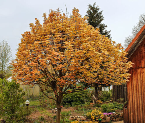 Acer pseudoplatanus 'Brilliantissimum' - Obrázek 1