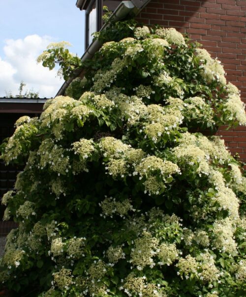 Hydrangea petiolaris (h. anomala ) - Obrázek 4