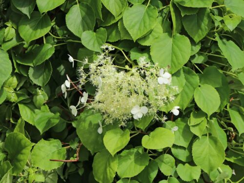 Hydrangea petiolaris (h. anomala ) - Obrázek 3