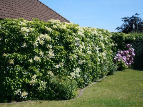 Hydrangea petiolaris (h. anomala ) - Obrázek 2