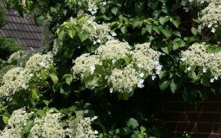 Hydrangea petiolaris (h. anomala )