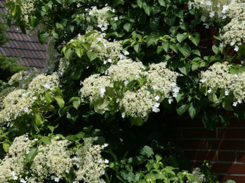 Hydrangea petiolaris (h. anomala ) - Obrázek 1