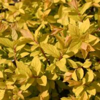SPIRAEA JAPONICA 'Golden Princess', 20–30