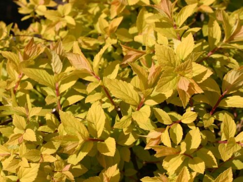 SPIRAEA JAPONICA 'Golden Princess', 20–30 - Obrázek 1