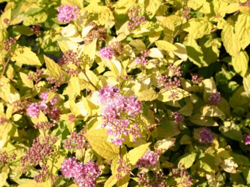 SPIRAEA JAPONICA 'Golden Princess', 20–30 - Obrázek 2