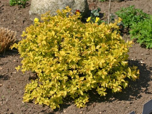 SPIRAEA JAPONICA 'Golden Princess', 20–30 - Obrázek 3
