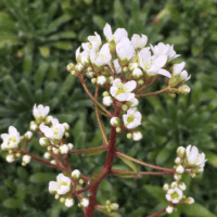 Saxifraga paniculata 'Rex'