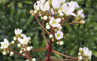 Saxifraga paniculata 'Rex'