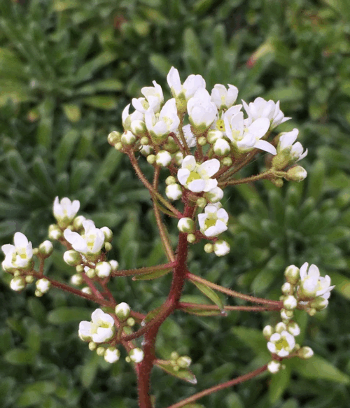 Saxifraga paniculata 'Rex' - Obrázek 1