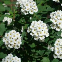 Spiraea betulifolia 20–30 cm
