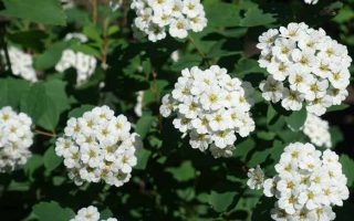 Spiraea betulifolia 20–30 cm