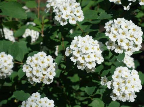 Spiraea betulifolia 20–30 cm - Obrázek 1