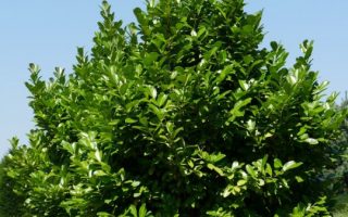 Prunus laur. 'Rotundifolia'40–60