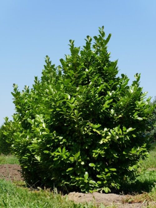 Prunus laur. 'Rotundifolia'40–60 - Obrázek 1