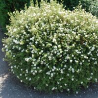 Potentilla fruticosa 'Abbotswood'